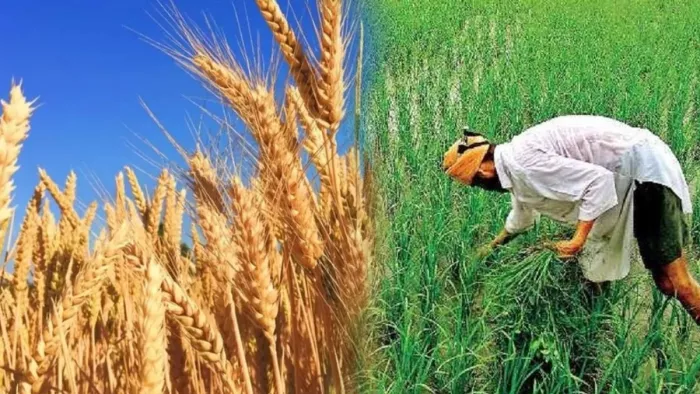 Wheat Production: किसानों की हुई चांदी, इस साल रिकॉर्ड तोड़ होगी गेहूं की फसल