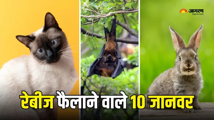 रेबीज फैलाने वाले इन जानवरों के साथ बरतें सावधानी (Picture Courtesy: Freepik)