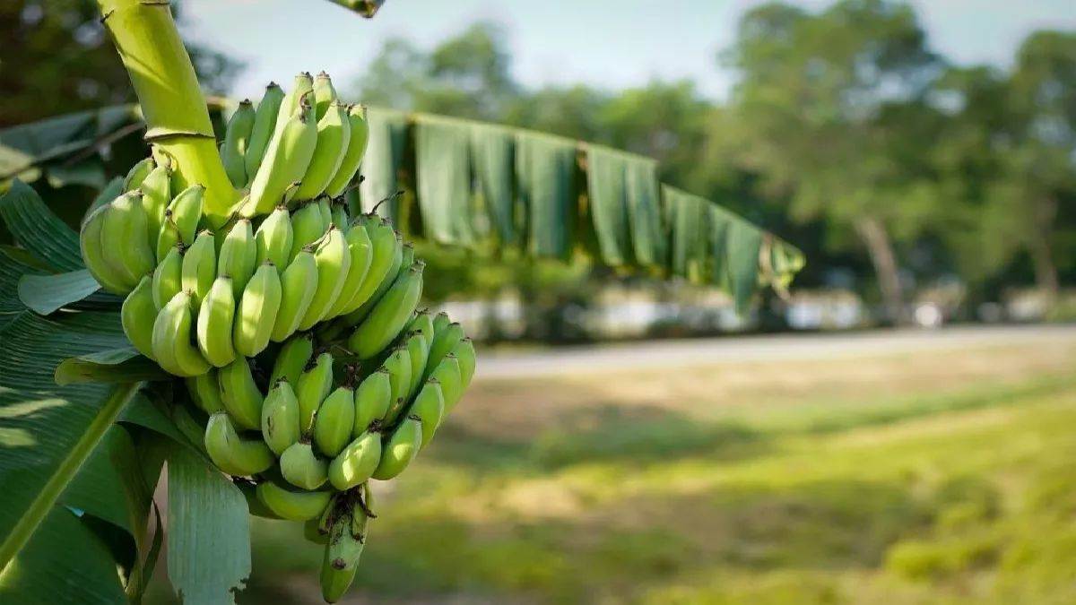 https://www.jagranimages.com/images/newimg/27092025/27_09_2025-banana_farming_24062006.jpg