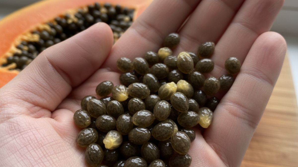 https://www.jagranimages.com/images/newimg/27092025/27_09_2025-benefits_of_papaya_seeds_24060829.jpg