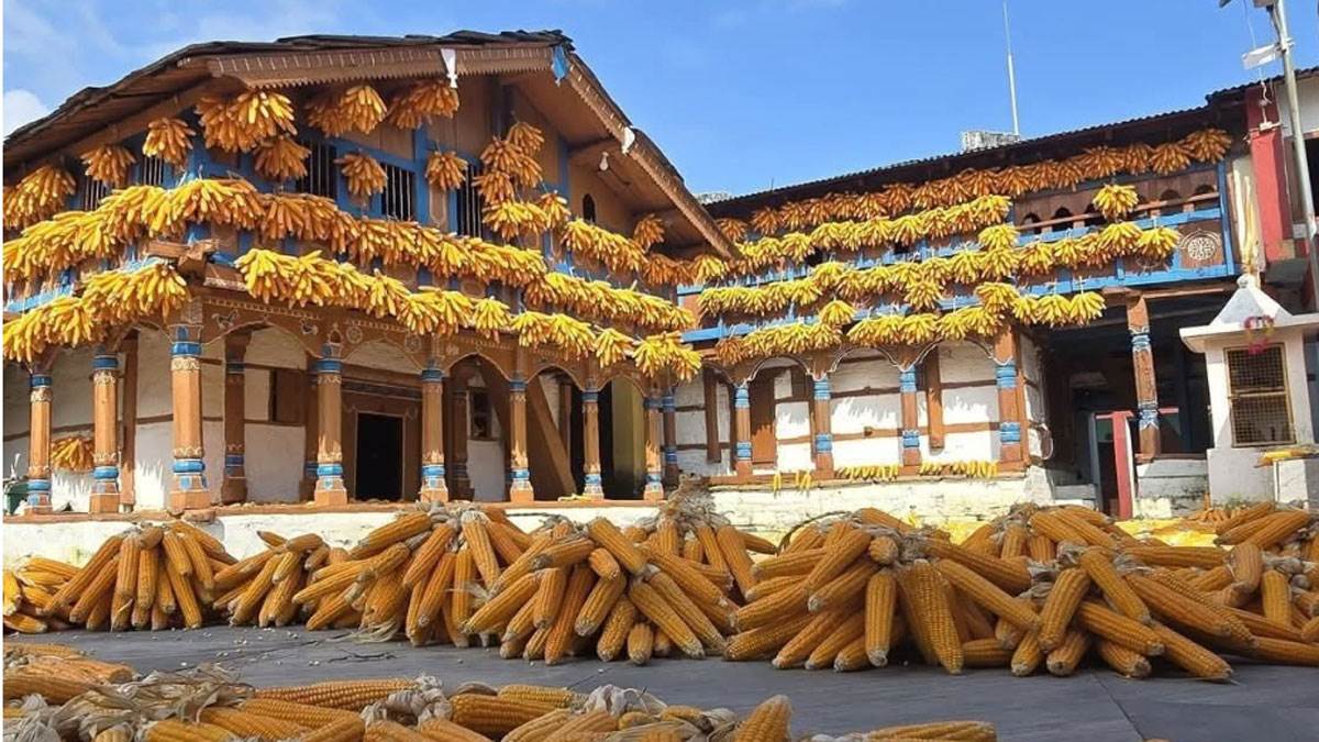 https://www.jagranimages.com/images/newimg/27092025/27_09_2025-corn-village-1_24062003.jpg