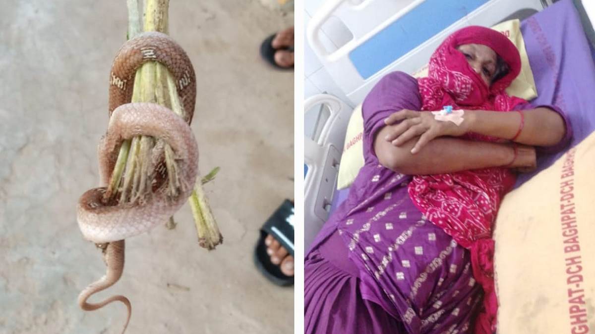 https://www.jagranimages.com/images/newimg/27092025/27_09_2025-mzn_snake_r_24062599.jpg