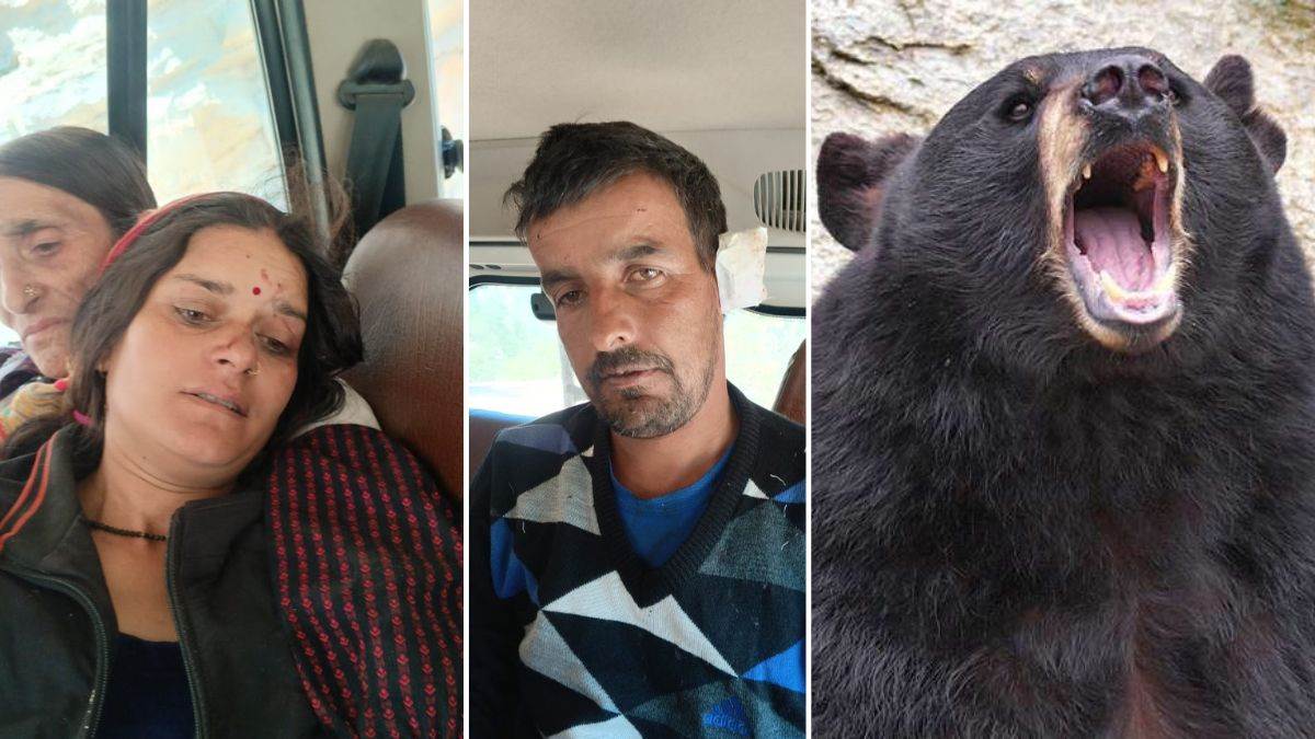 himachal pradesh chamba bear attacks increase pangi couple injured critically