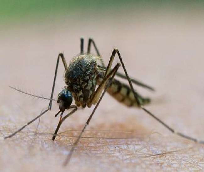 dengue outbreak in aligarh malaria injection missing from the market