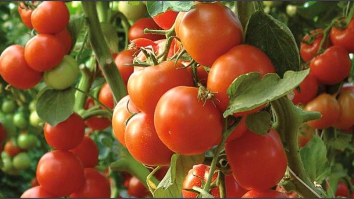 now farmers will also be able to insurance mango banana and tomato crops up news