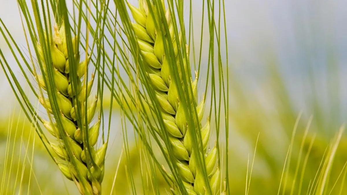 UP News: गेहूं की बोआई का सबसे सही समय 15 से 30 नवंबर तक, भरपूर उत्पादन के  लिए जरूर अपनाएं ये तरीका - November mid is the best time to sow wheat UP  News