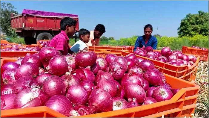 गुलाबी ठंड के शुरू होती ही बढ़े प्याज का भाव, 10 दिनों में डबल हुआ खुदरा मूल्य