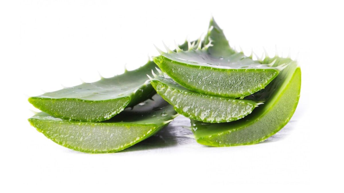 aloe vera leaves benefits