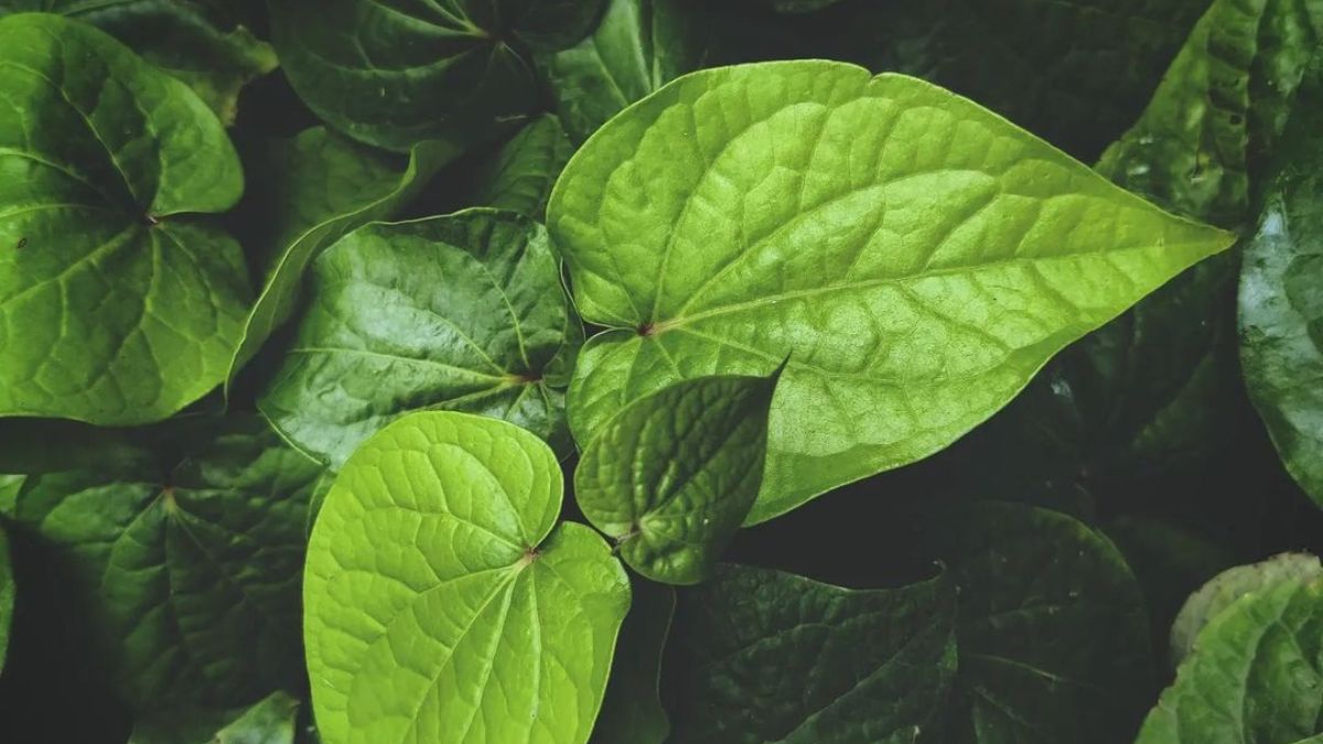 betel leaves benefits