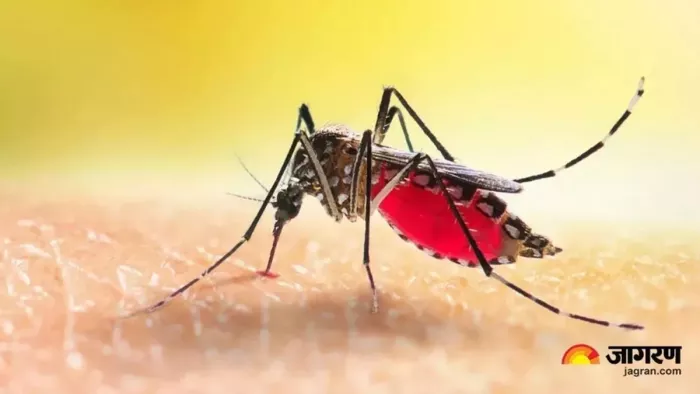 Dengue Outbreak: डेंगू के अब तक 72 मामले सामने आ चुके हैं। प्रतीकात्मक