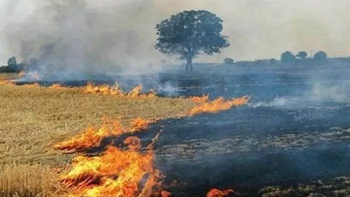 पराली जलाने से बंजर हो रही जमीन