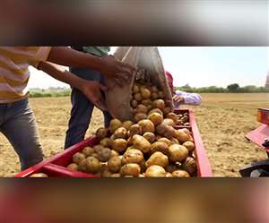 महिंद्रा ट्रैक्टर यूपी के आलू किसानों के बीच लोकप्रिय है।