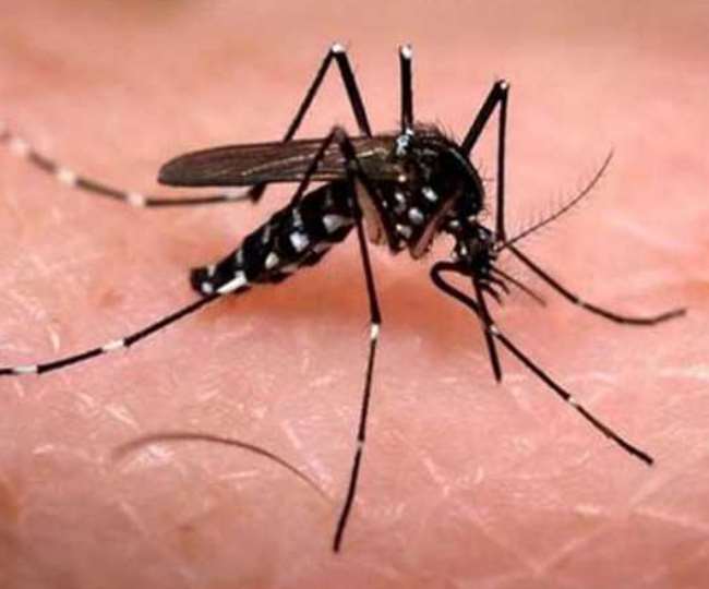 Dengue In Meerut: मेरठ में डेंगू का खतरा बरकरार, चार नए मरीजों के साथ कुल संख्‍या हुई 1623