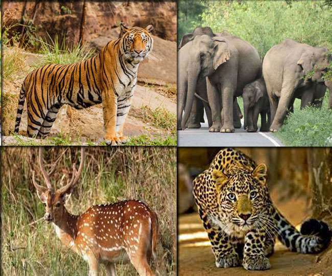 पटना जू में जानवरों को ठंड से बचाने के लिए एक से बढ़कर एक इंतजाम। प्रतीकात्‍मक तस्‍वीर