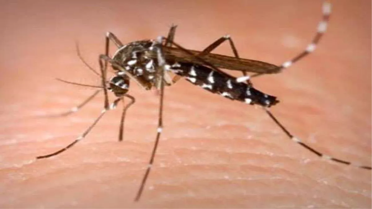 https://www.jagranimages.com/images/newimg/27112022/27_11_2022-dengue_23230381_135523656.jpg