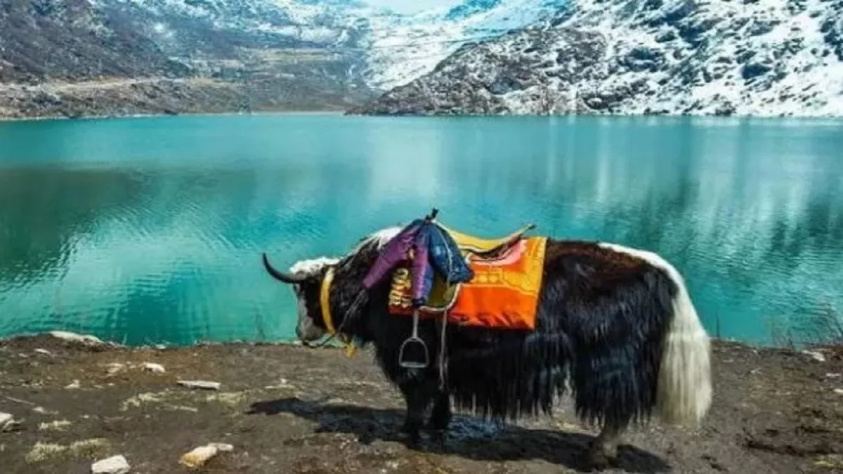 Himalayan Yak: FSSAI ने हिमालयी याक को Food Animal के रूप में दी मंजूरी, किसानों को होगा आर्थिक लाभ