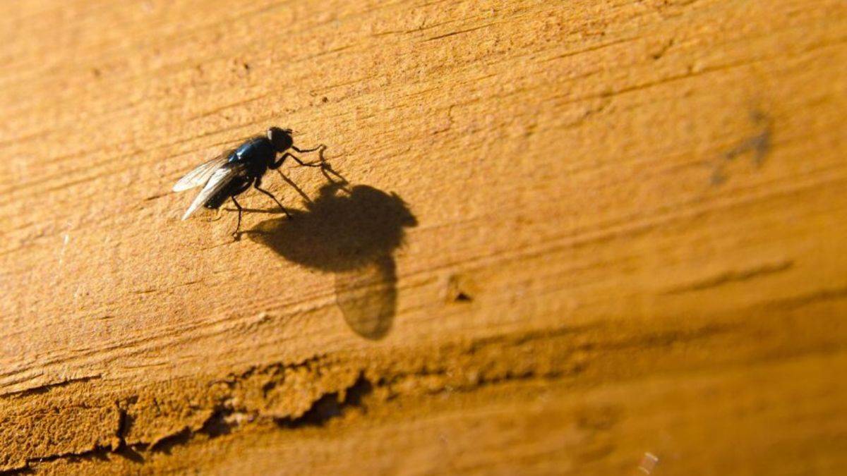 House Flies: घर में बढ़ गया है मक्खियों का आतंक, तो अपनाएं ये घरेलू नुस्खे - House Flies makhiyan bhagane ke gharelu upay