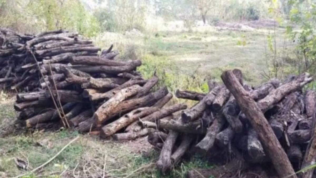 Fazilka: सरकारी लकड़ी चोरी कर वन कर्मियों से की धक्का-मुक्की : जागरण (प्रतीकात्मक)