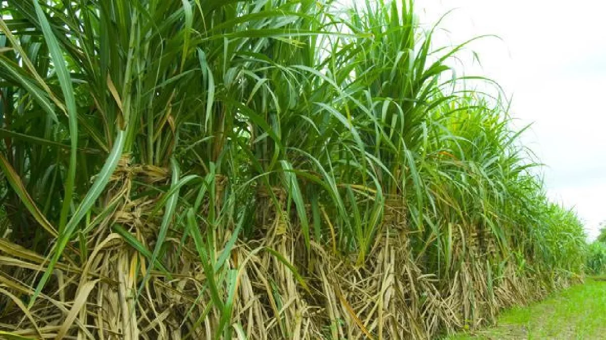 UP Sugarcane Farming: संजय भूसरेड्डी बोले- युवा किसानों को गन्ना खेती के माध्यम से उद्यमिता से जोड़ने पर जोर