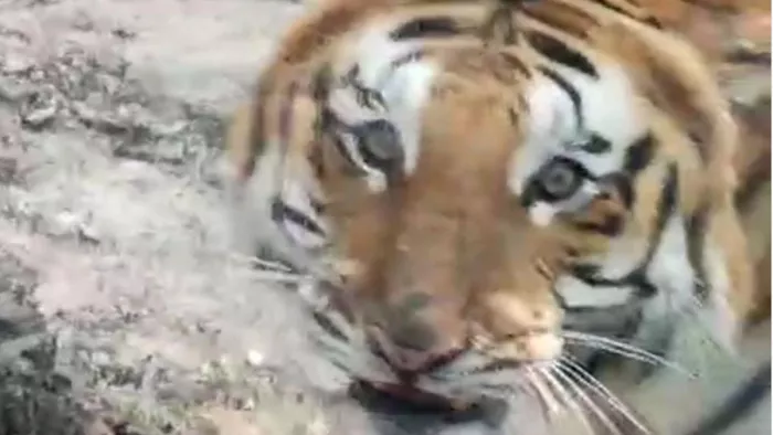 Dehradun Zoo: चिड़ियाघर में बाघ हुआ फ्रेंडली। जागरण