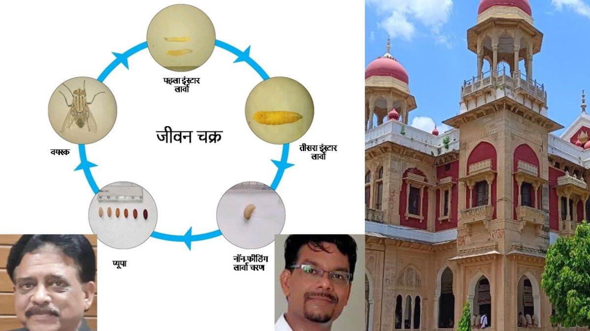 fly mosquito population can be controlled with green insecticide research done in allahabad university