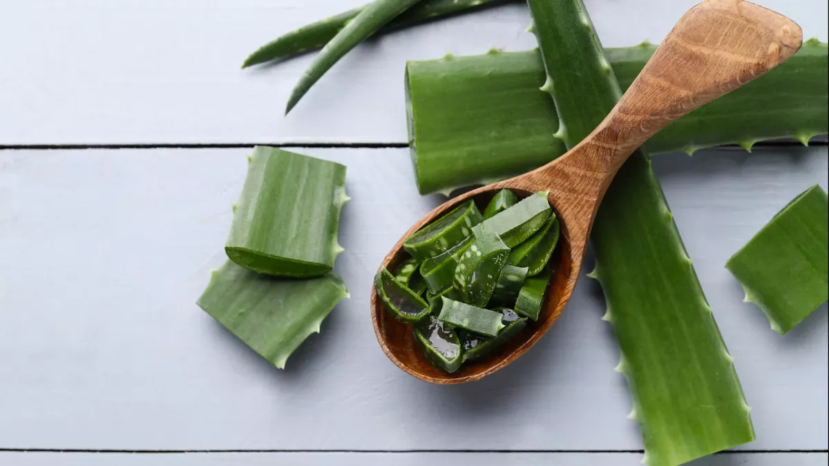 Aloevera Benefits: गार्डन में मौजूद इस पौधे में छुपा है त्वचा और बालों की खूबसूरती का खज़ाना