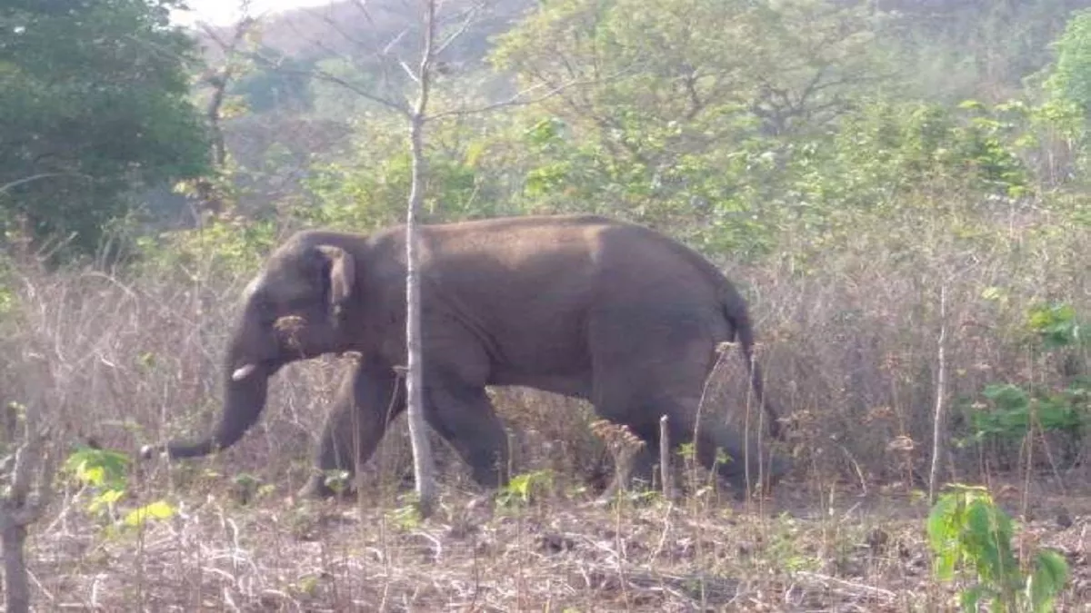 तमिलनाडु के इरोड में जंगली हाथी का तांडव, मक्का व्यापारी की कुचलने से हुई मौत