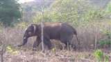 तमिलनाडु के इरोड में जंगली हाथी का तांडव (फाइल फोटो)