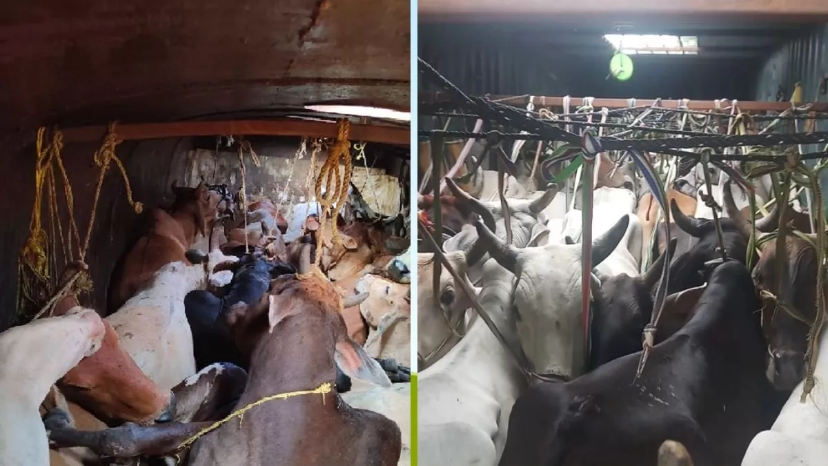 हिरणपुर-शहरग्राम के रास्ते से की जा रही पशुओं की तस्करी