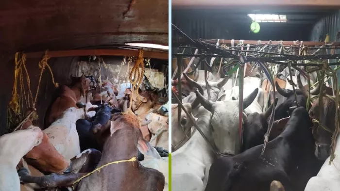हिरणपुर-शहरग्राम के रास्ते से की जा रही पशुओं की तस्करी
