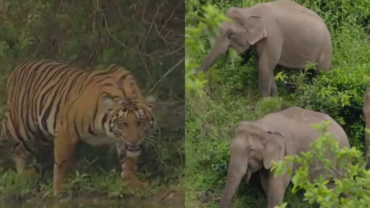 Video: Tiger और Elephent से सीखें जीवन के ये पांच सबक, IAS अधिकारी सुप्रिया साहू ने शेयर किया वीडियो