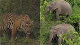 Video: Tiger और Elephent से सीखें जीवन के ये पांच सबक (फोटो सोशल मीडिया)