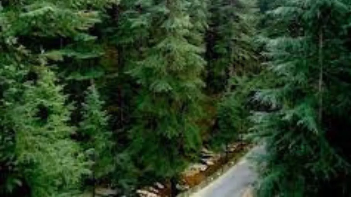 वन्य जीवों के शिकारियों पर नजर रखने के लिए टीमों का किया गया गठन