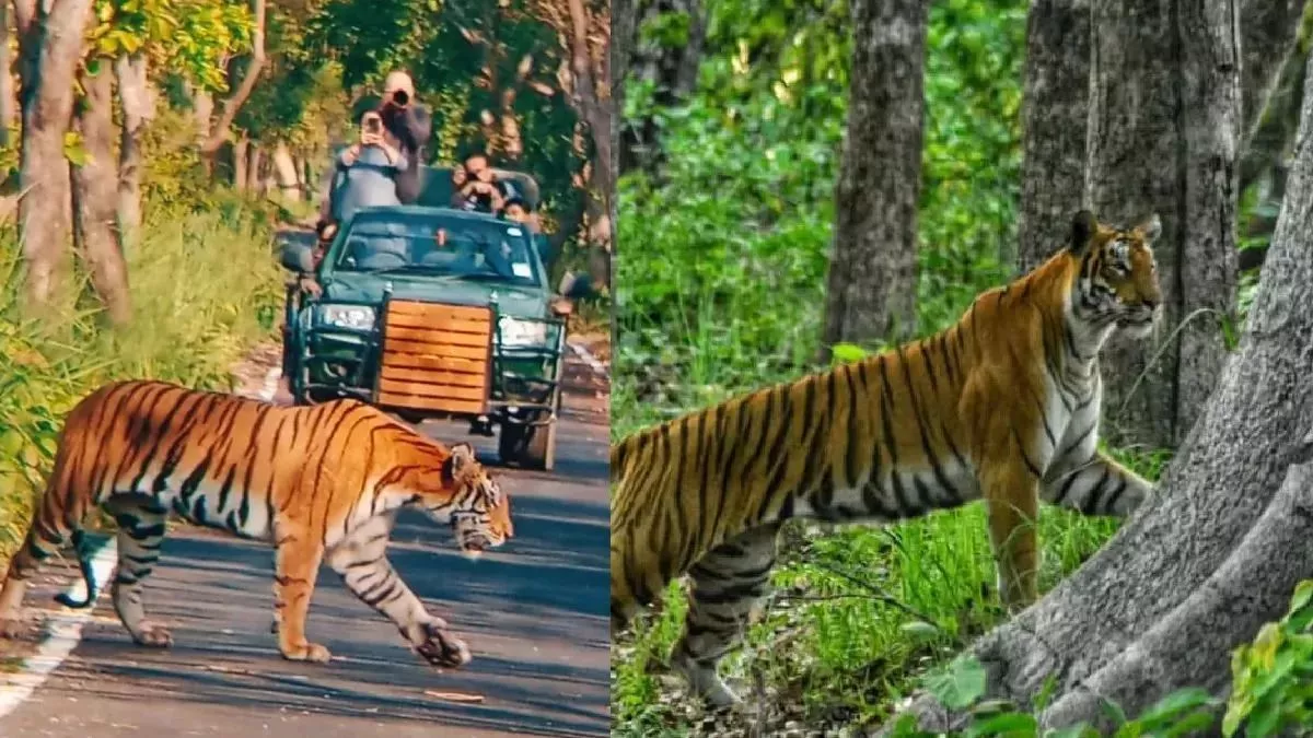 Pilibhit Tiger Reserve: खुशनुमा मौसम के बीच टाइगर रिजर्व में बाघ की अठखेलियां,  पर्यटक हुए रोमांचित