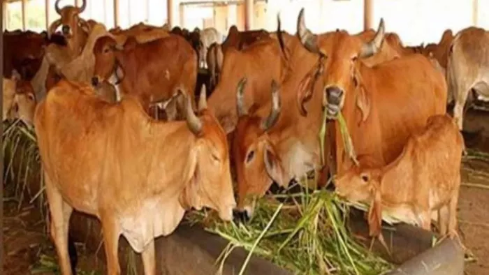 ध्यान फाउंडेशन गौशाला में बन रहा धनवंतरी अस्पताल