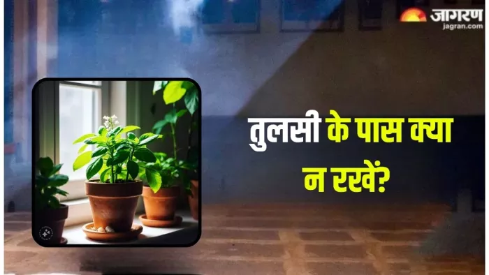 तुलसी के पास झाड़ू रखने से क्या होता है?