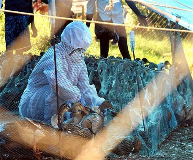 Punjab Bird Flu News Update: पंजाब में पैर पसारने लगा बर्ड फ्लू