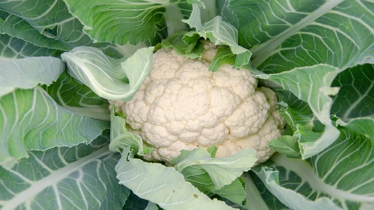 Benefits of Cauliflower Leaves: जानें, सेहत के लिए कितनी फायदेमंद हैं फूलगोभी की पत्तियां और कैसे करें सेवन