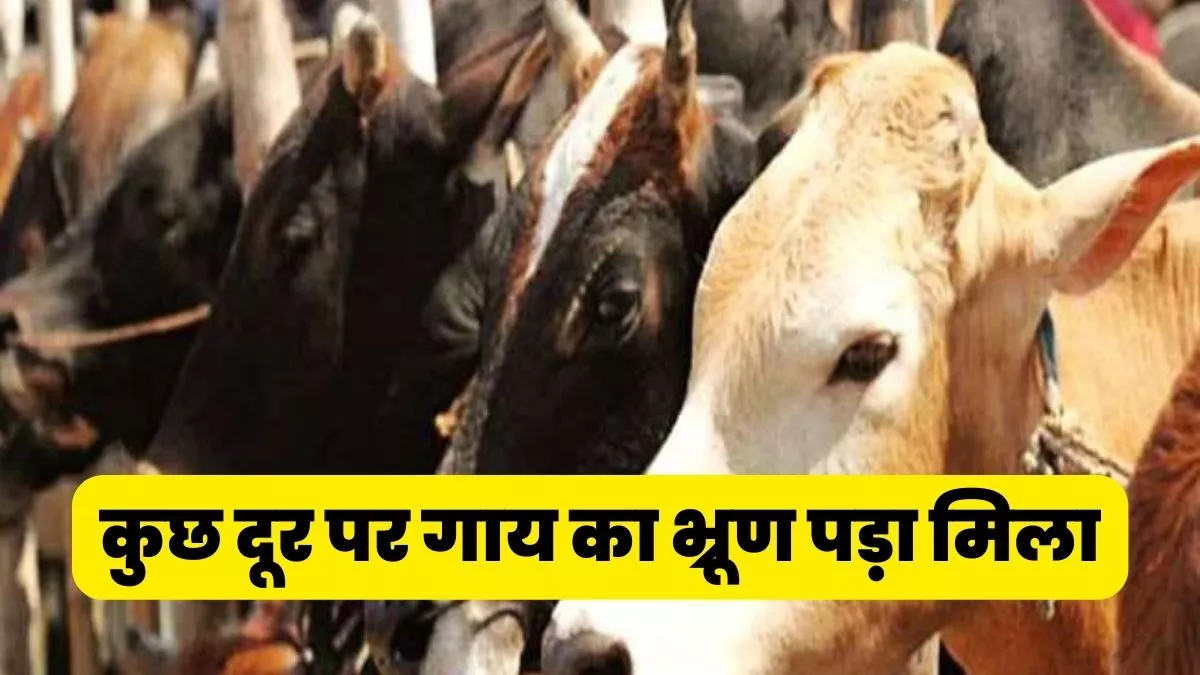 Cow Murder : प्रयागराज में गर्भवती गाय को धारदार हथियार से हमला कर मार डाला