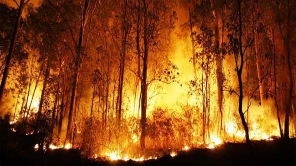 Talabania Fire: तालाबनिया जंगल में 16 दिन में चार बार लगी आग, पर्यावरणविदों ने की ठोस व्यवस्था करने की मांग