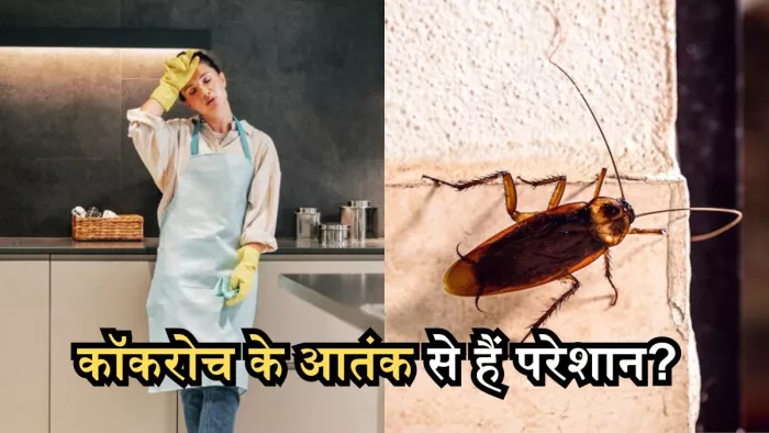 फॉलो करेंगे ये टिप्स, तो उल्टे पैर भागने को मजबूर हो जाएंगे कॉकरोच!
