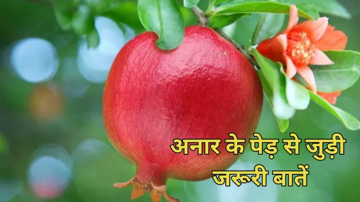 Today Vastu Tips: अनार के पेड़ से जुड़ी जरूरी बातें