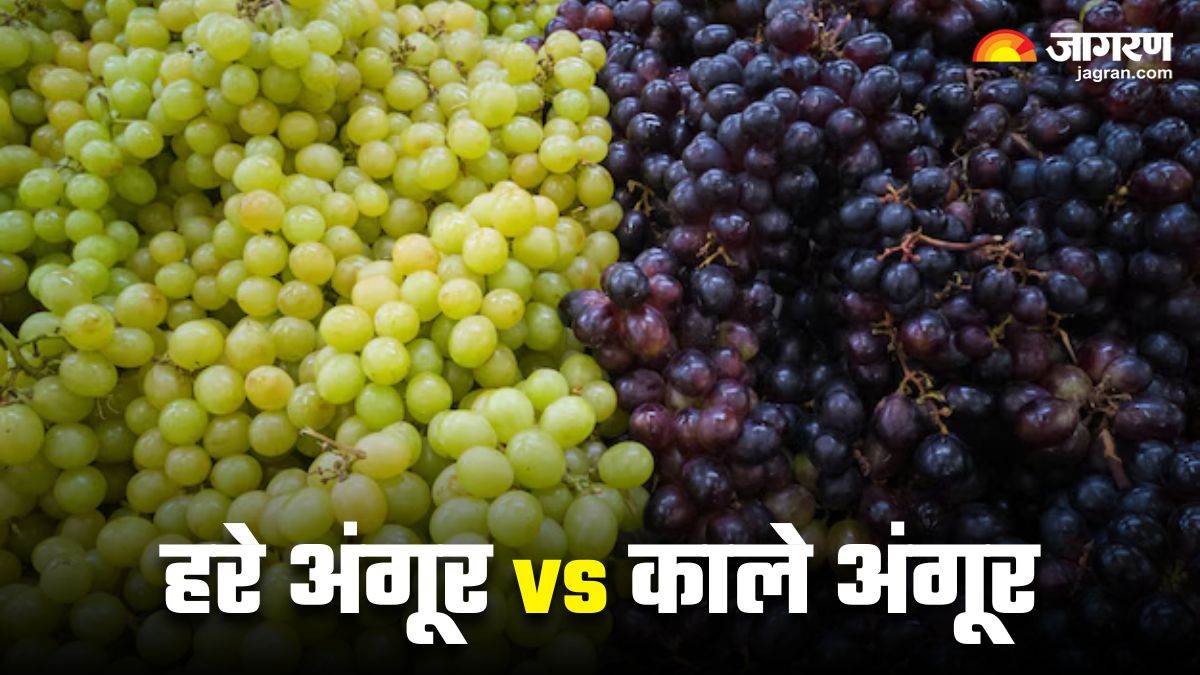 green grapes vs black grapes which are more beneficial for health clear confusion in one click