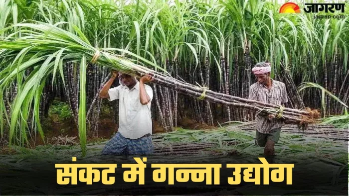 महाराष्ट्र में जो मिलें चालू भी हैं, उन्हें गन्ने की कमी का सामना करना पड़ रहा है।