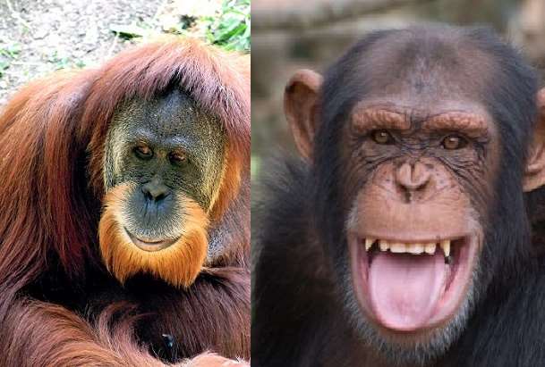 number of chimpanzees and orangoutang are less in the zoos 