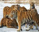 Ranthambore National Park: एक दशक में 32 बाघों के लापता होने के बाद हरकत में आई सरकार, मांगी रिपोर्ट