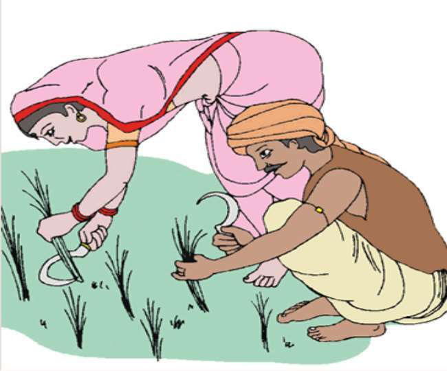 if you cultivate spices you will get grants coriander for profit marigold and rose planted with chilli