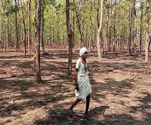 मीरजापुर के जंगल में शिकारियों की ओर से बिजली के तार बिछाकर जंगली जानवरों का शिकार किया जा रहा है।