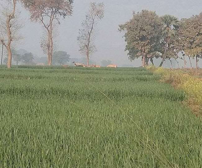wildlife became a problem for farmers of rohtas district ratjga is doing to protect crops from damage