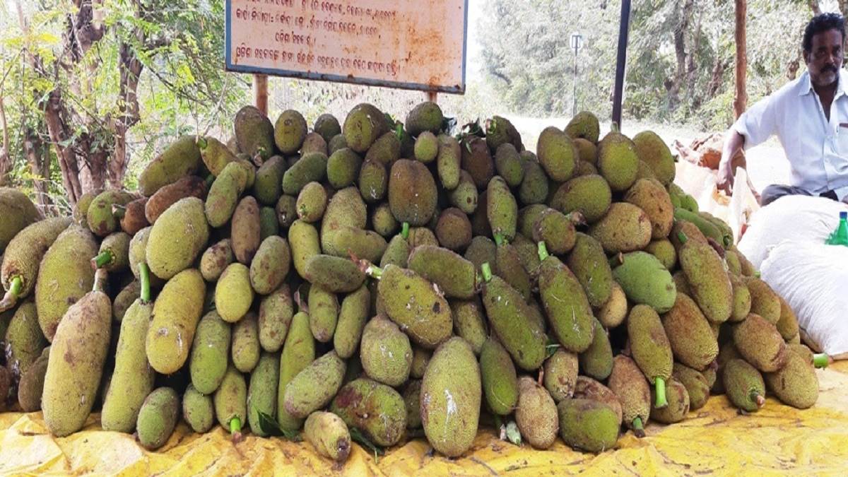 farmers upset due to lack of jackfruit storage facilities in raigarh